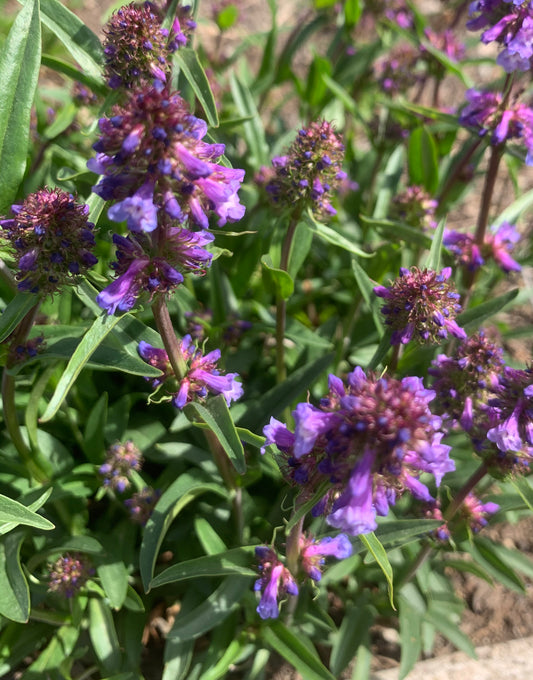 Penstemon procerus /Slender penstemon