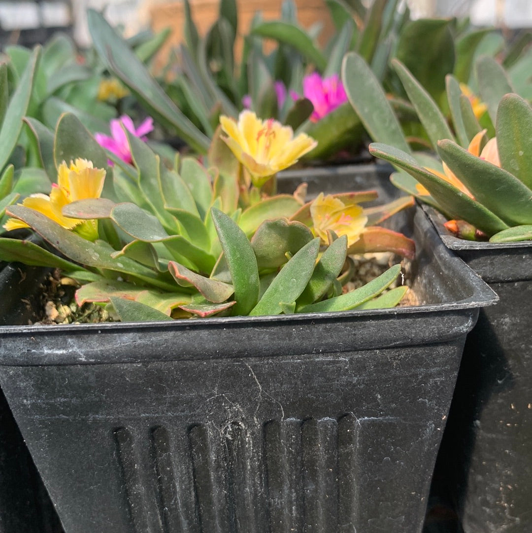 Lewisia longipetala 'Little Tutti Frutti'/ Lewisia Hybrid