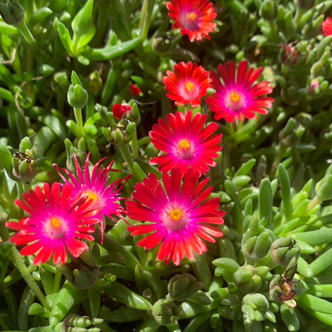 red ice plant succulent Delosperma 'Jewel of Desert Garnet'/Ice Plant