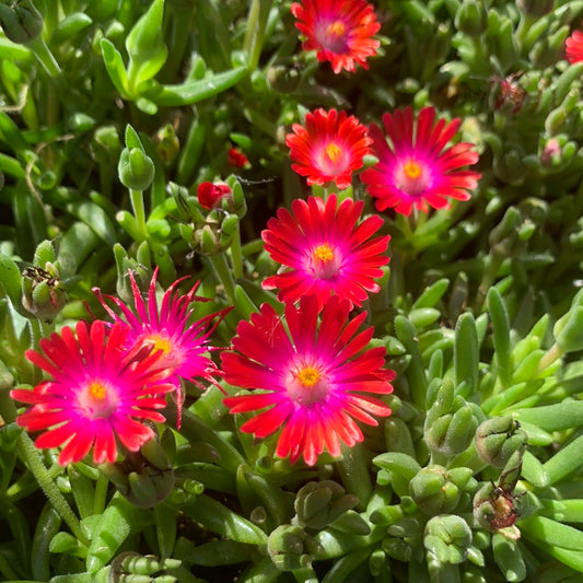 Delosperma 'Jewel of Desert Garnet'/Ice Plant