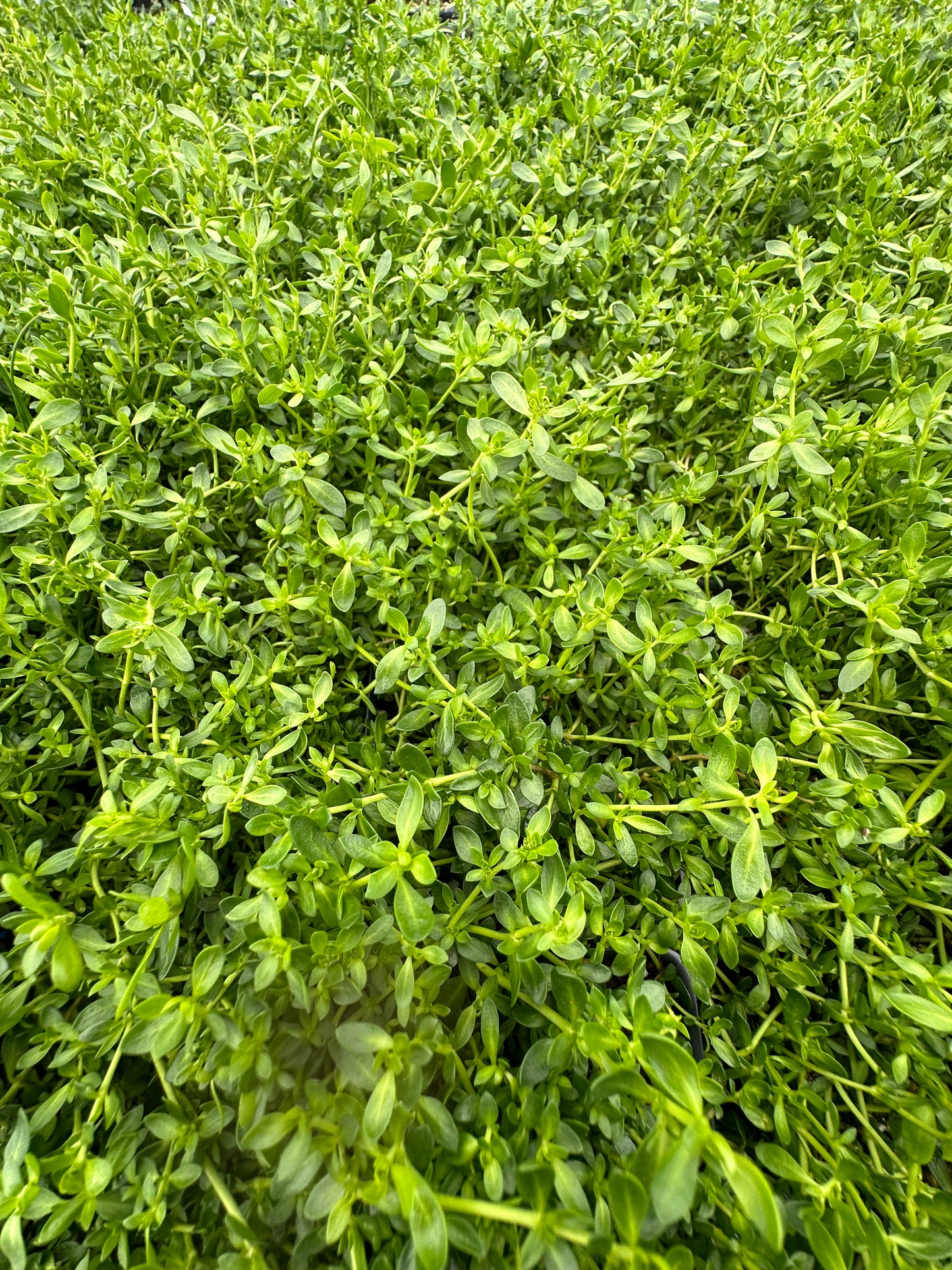 Herniaria glabra/ Rupturewort/ Green Carpet