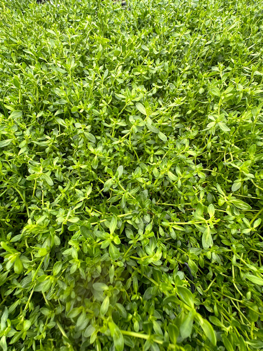 Herniaria glabra/ Rupturewort/ Green Carpet