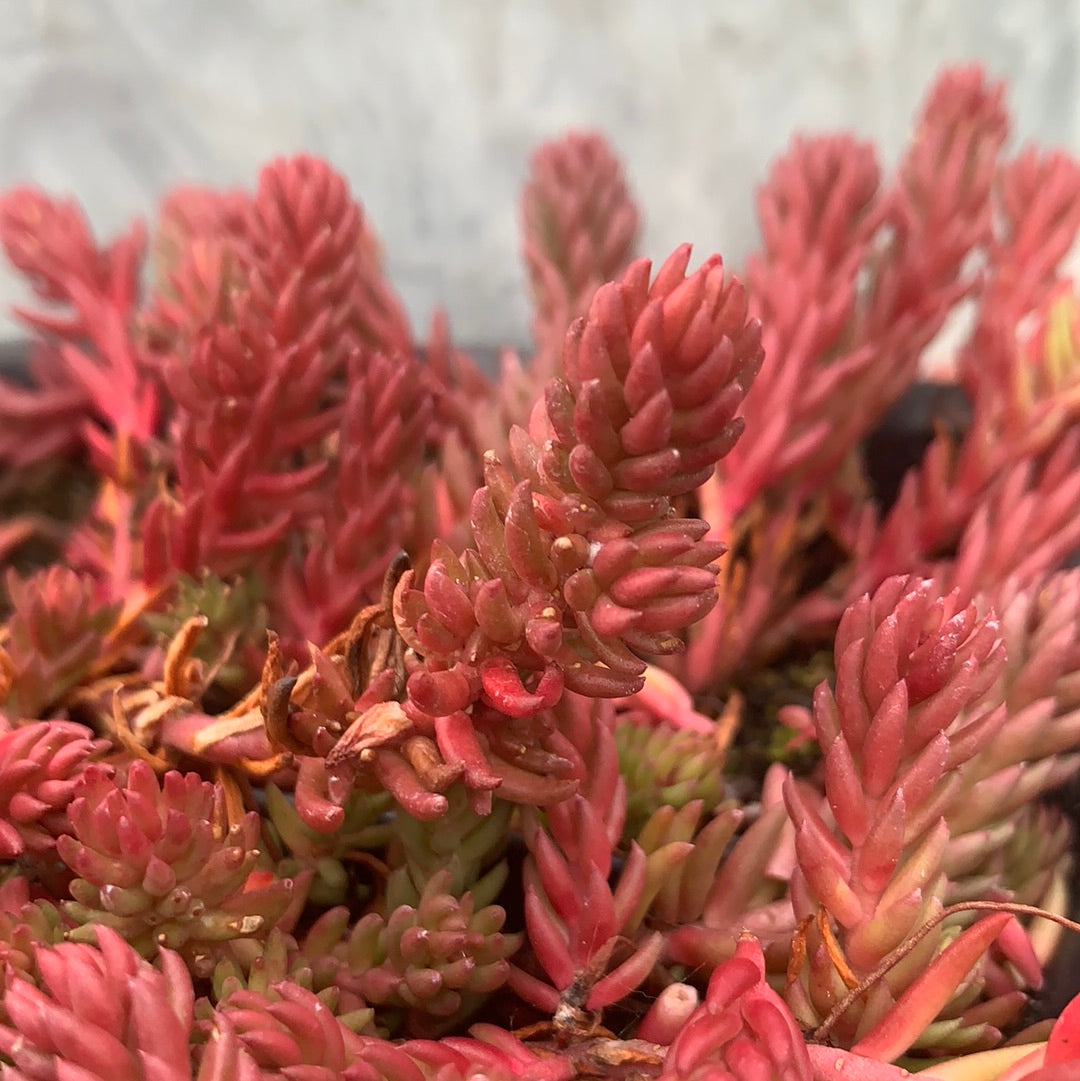 Sedum ochroleucum 'Red Wiggle'/ Red Stonecrop