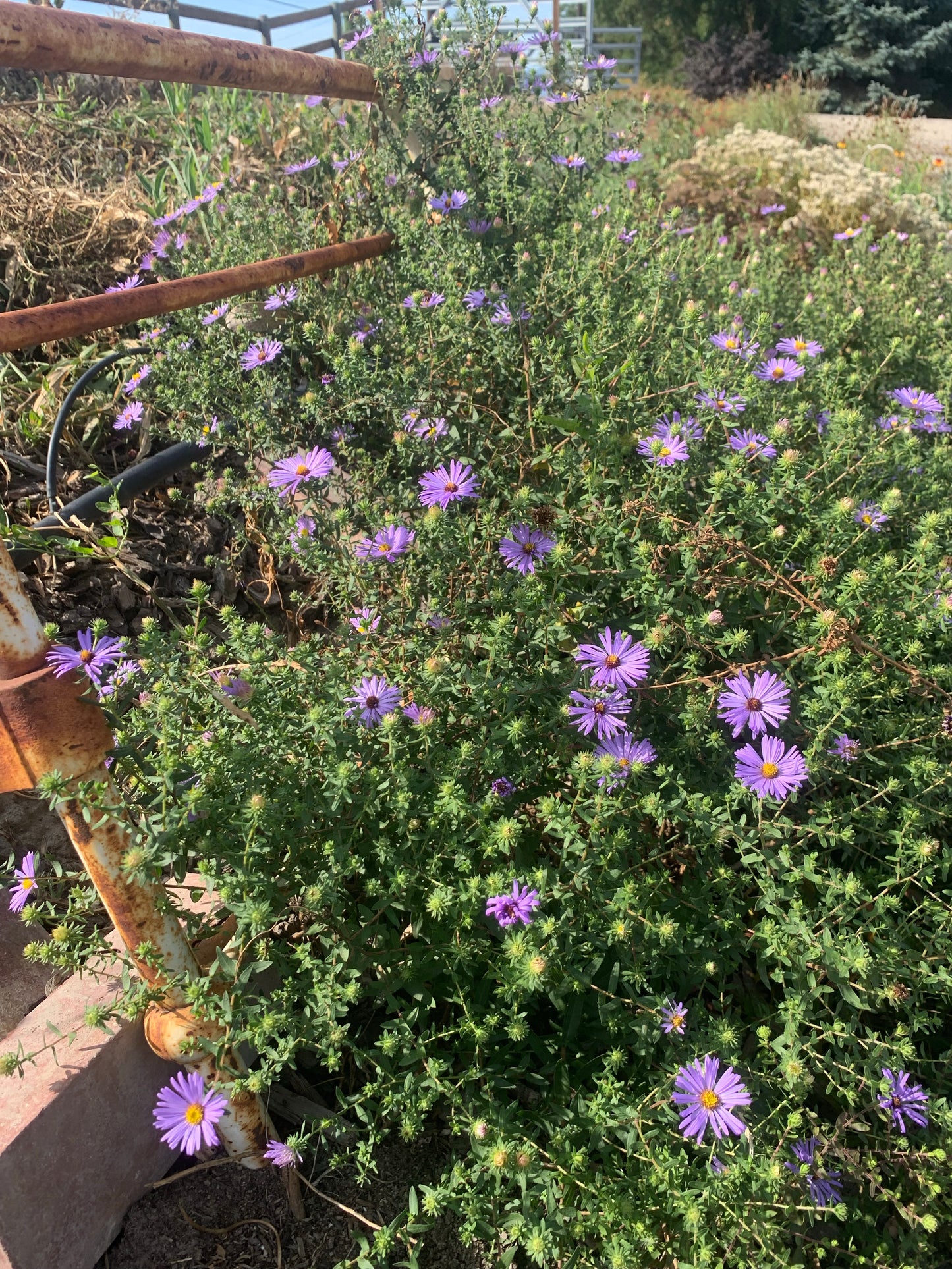 Symphyotrichum oblongifolium aka Aster oblongifolius/ Aromatic Aster