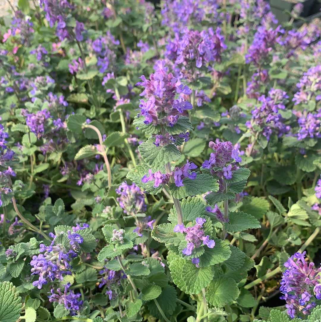 Nepeta racemosa ‘Felix’ /Felix Catmint