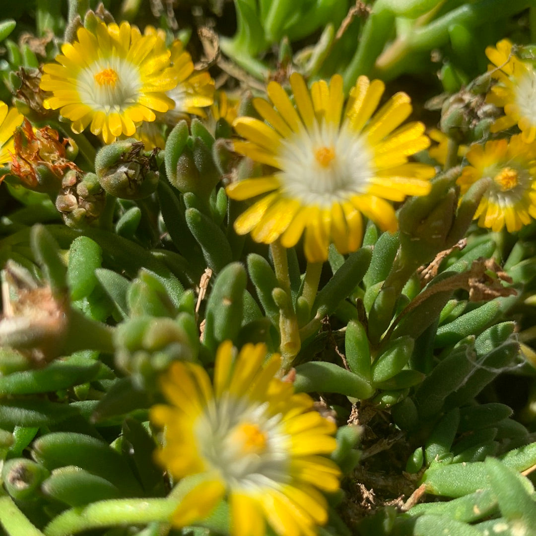 Delosperma 'Jewel of Desert Peridot"