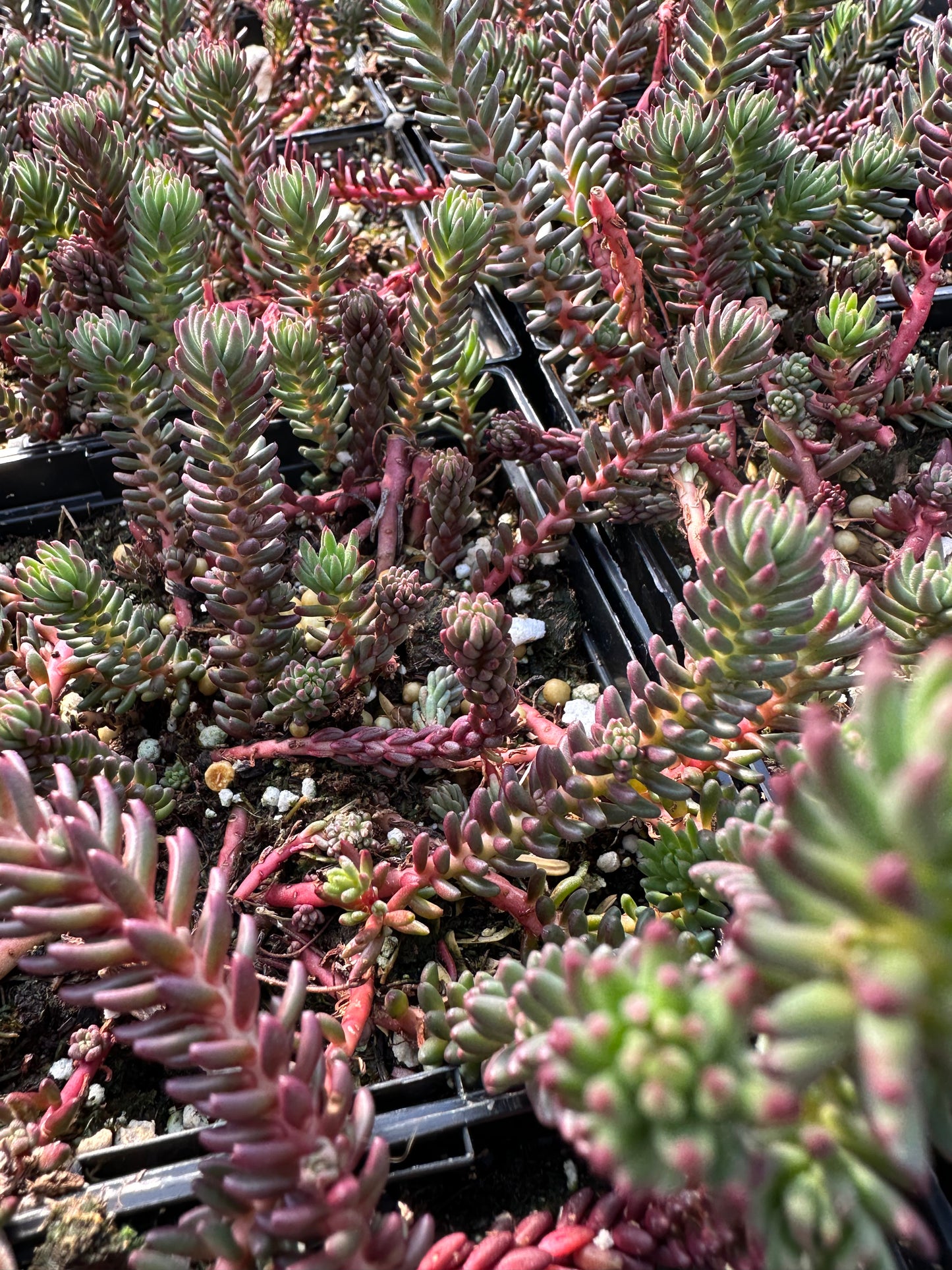 Sedum ochroleucum 'Red Wiggle'/ Red Stonecrop