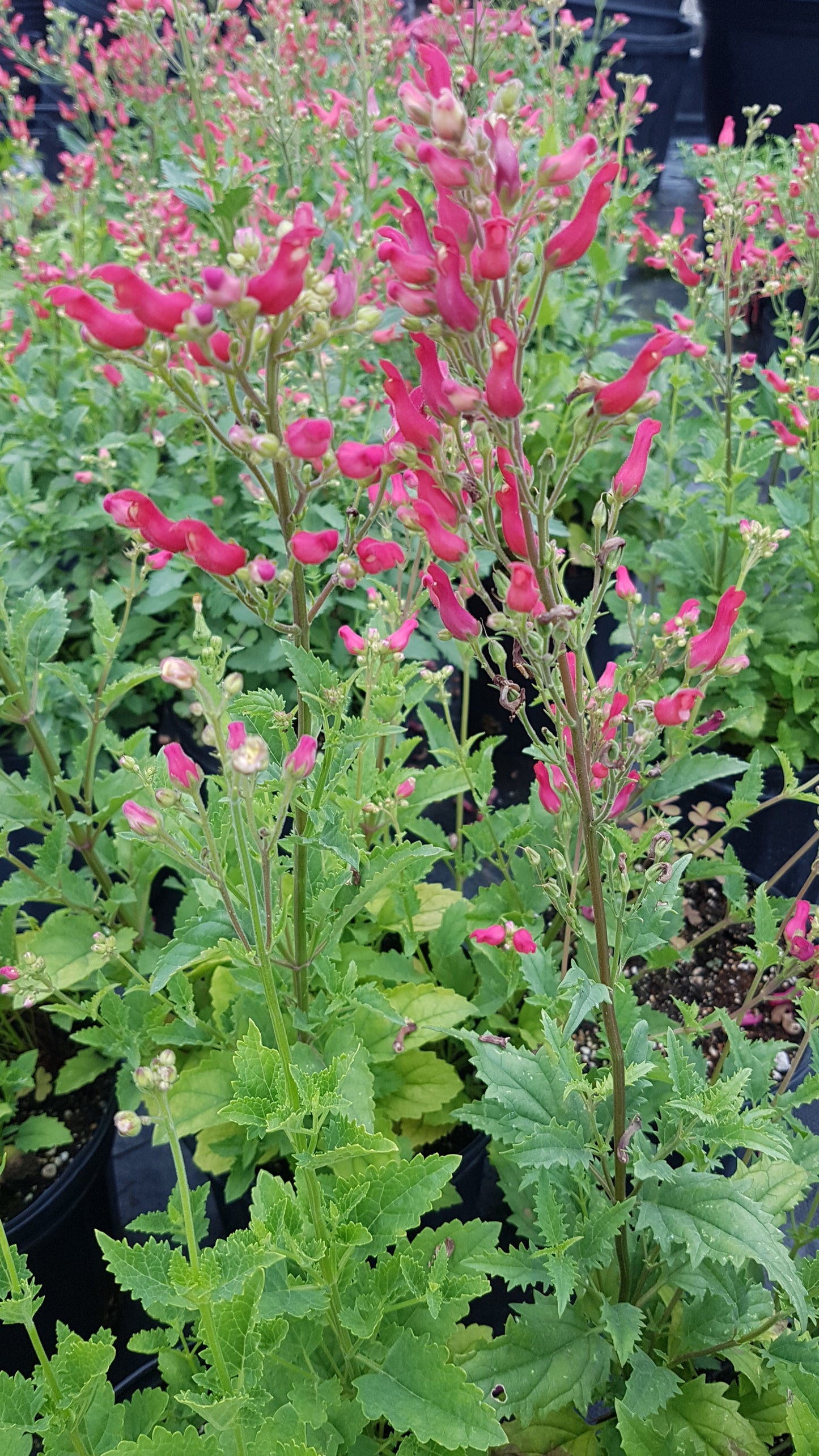 Scrophularia macrantha/ Redbirds in a tree
