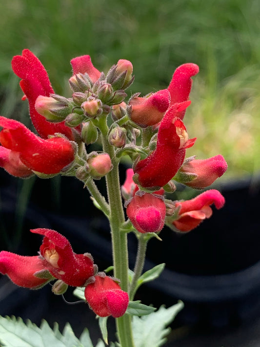 Scrophularia macrantha/ Redbirds in a tree