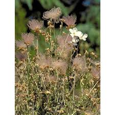 Fallugia paradoxa/ Apache Plume