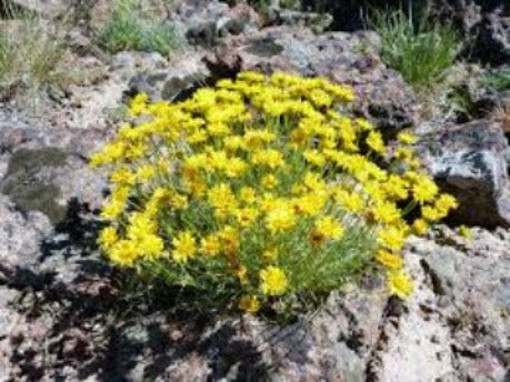 Erigeron linearis/ Desert Yellow Fleabane