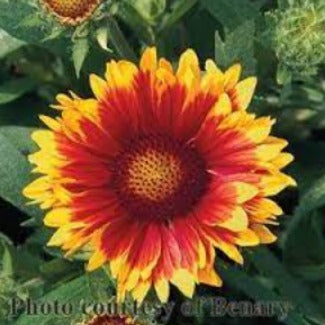 Gaillardia aristata ‘Arizona Sun’/ Arizona Sun Blanket Flower