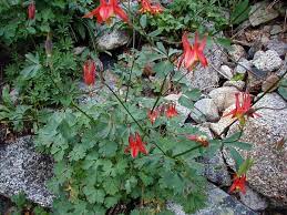 Aquilegia formosa /Western Columbine