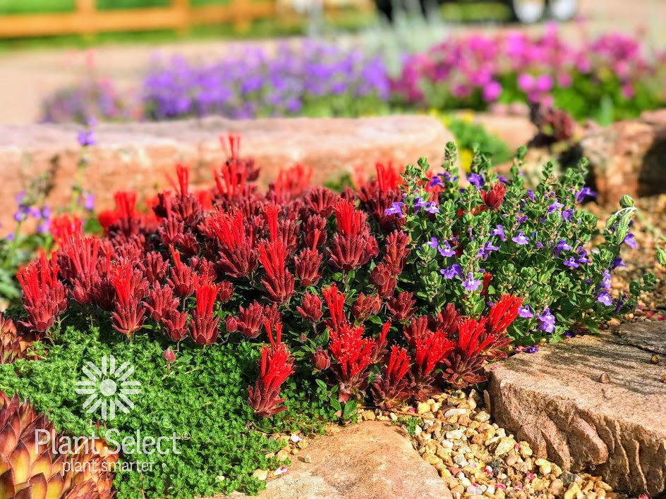 Monardella macrantha 'Marian Sampson'/ Hummingbird Trumpet Mint
