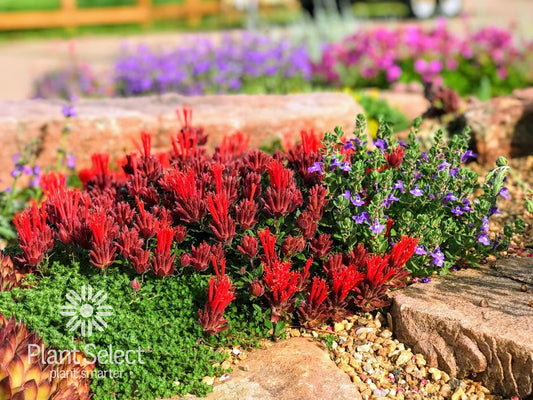 Monardella macrantha 'Marian Sampson'/ Hummingbird Trumpet Mint