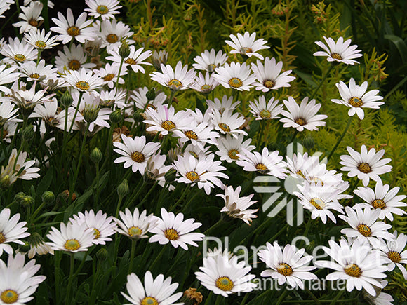 Osteopernum 'Avalanche'/ Avalanche White Sun Daisy