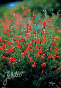Penstemon pinifolius/Pineleaf Beardtongue