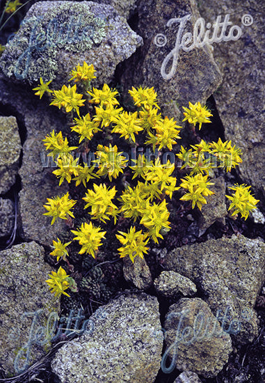 Sedum lanceolatum/ Lanceleaf Stonecrop