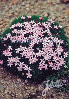 Silene acaulis/ Moss campion