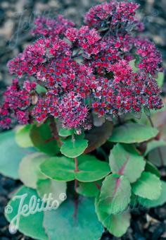 Sedum ussuriense ‘Pink Beacon’/ Ussuri River Stonecrop (HYLOTELEPHIUM)