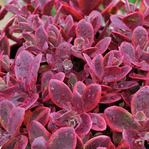 Sedum rupestre /'Sunsparkler ‘Wildfire’ Stonecrop