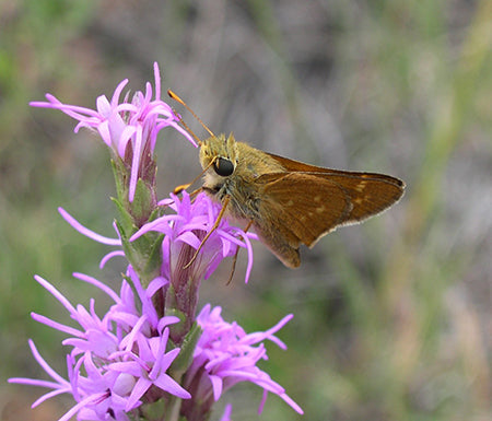 Liatris punctata/ Dotted Blazing Star
