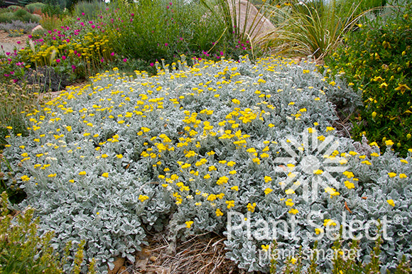 Tantacetum densum ssp. amani/ Partridge Feather