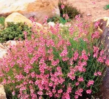 Diascia integerrimo 'P0095' / Coral Canyon Twinspur