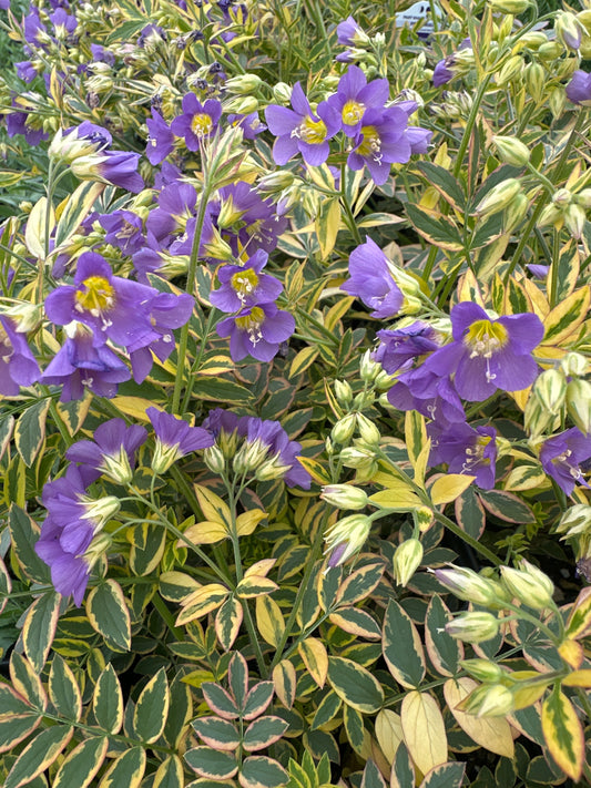 Polemonium pulcherrimum ‘Golden Feathers’/ Golden Feathers Jacob’s Ladder