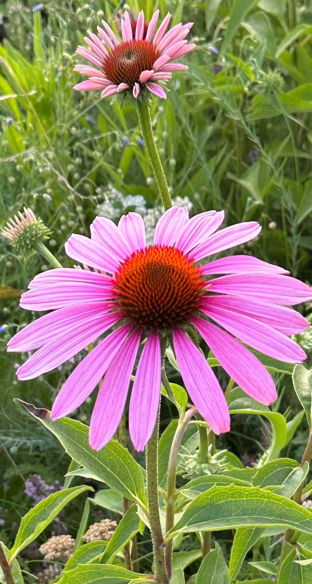 Echinacea purpurea/ Purple Coneflower
