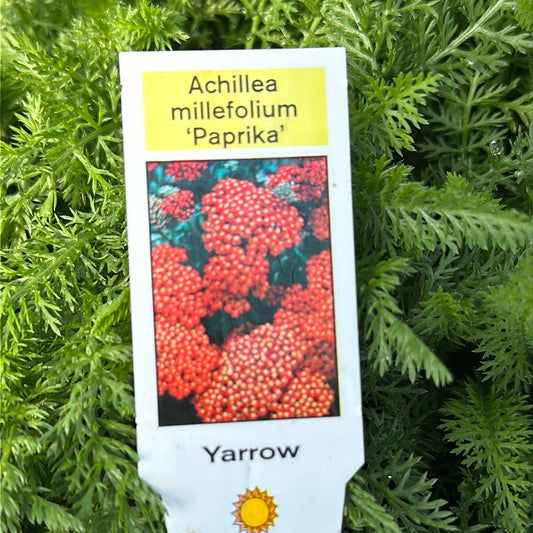 Achillea millefolium ‘Paprika’/ Paprika Yarrow