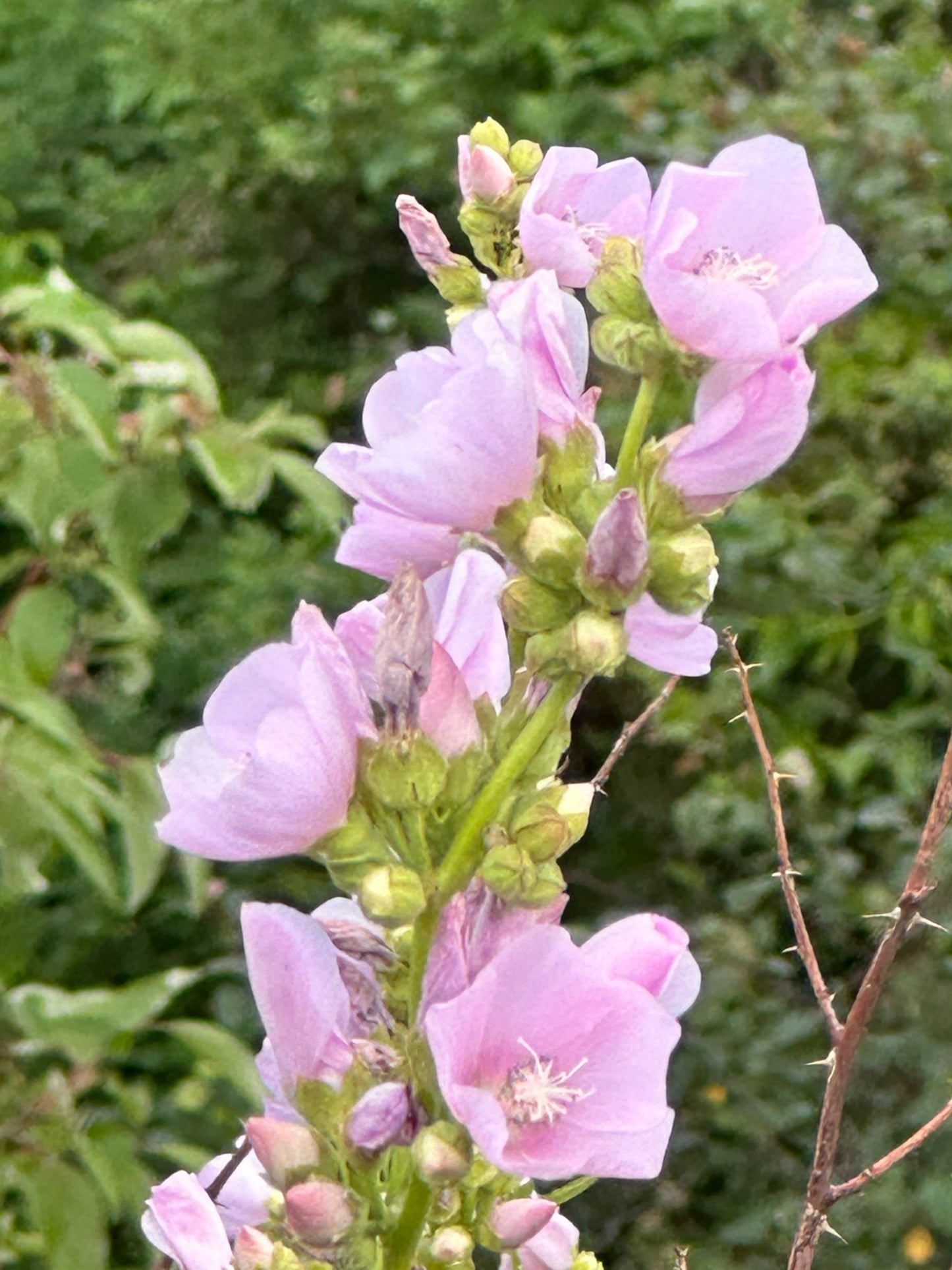 Iliamna rivularis/ Mountain Hollyhock