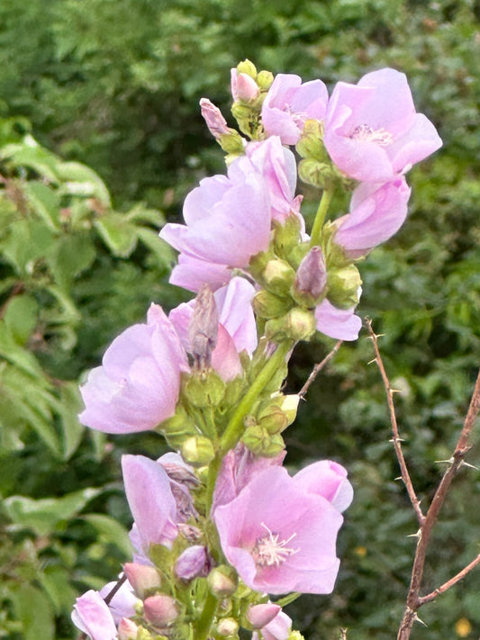Iliamna rivularis/ Mountain Hollyhock