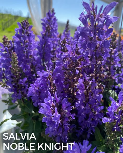 Salvia nemorosa 'Noble Knight'/ Noble Knight Meadow Sage