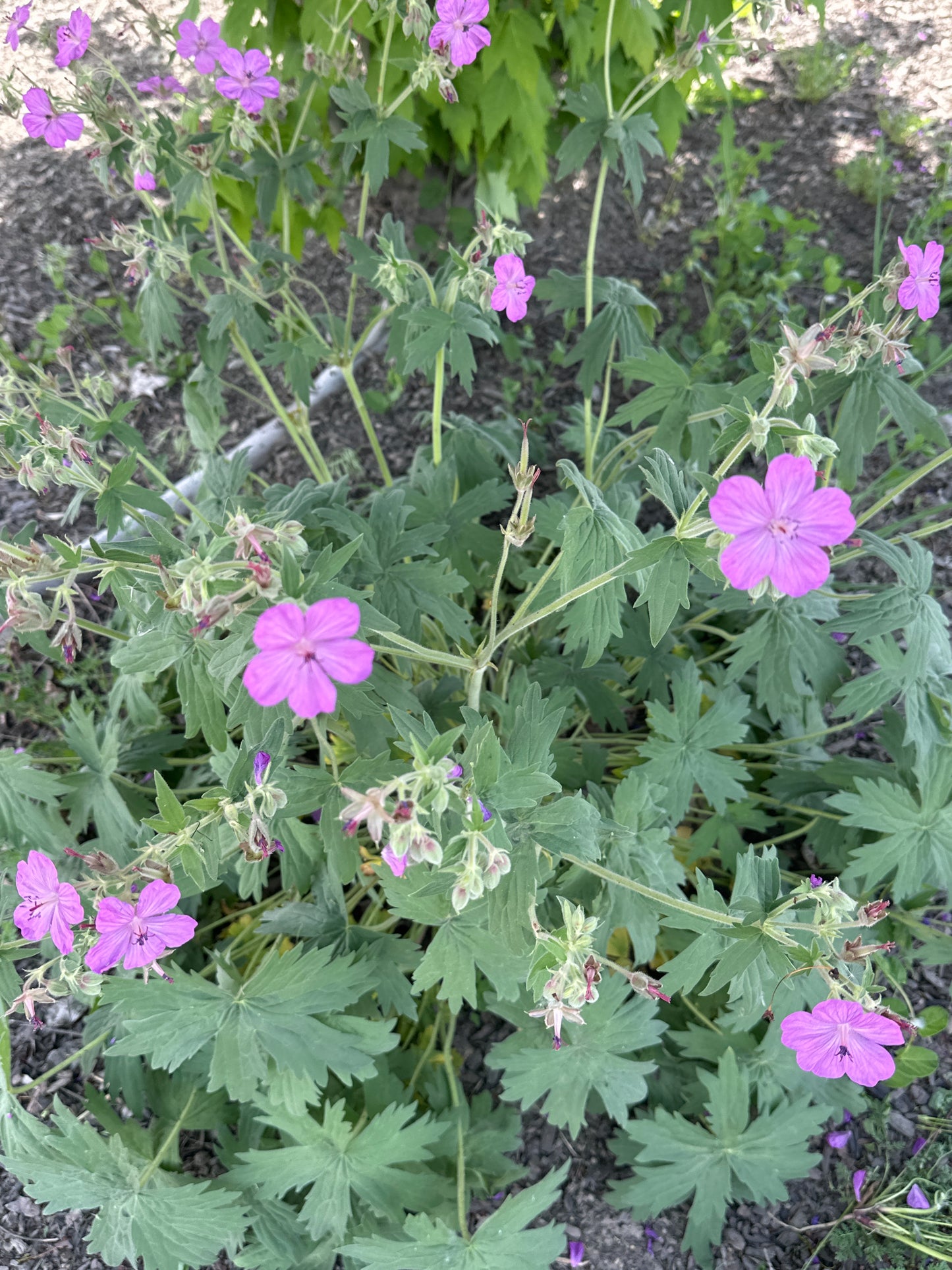 Geranium viscosissimum/ Sticky Purple Geranium