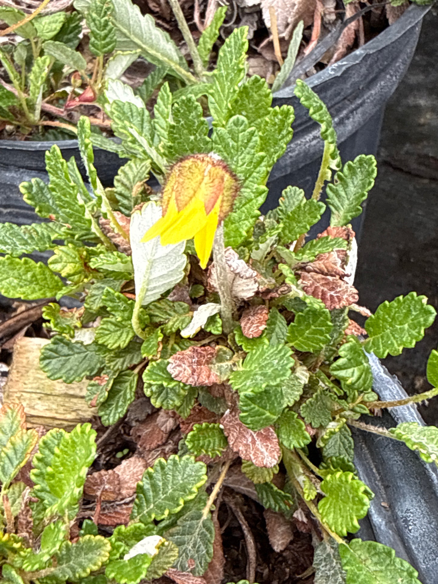 Dryas drummondii / Yellow Mountain- Avens