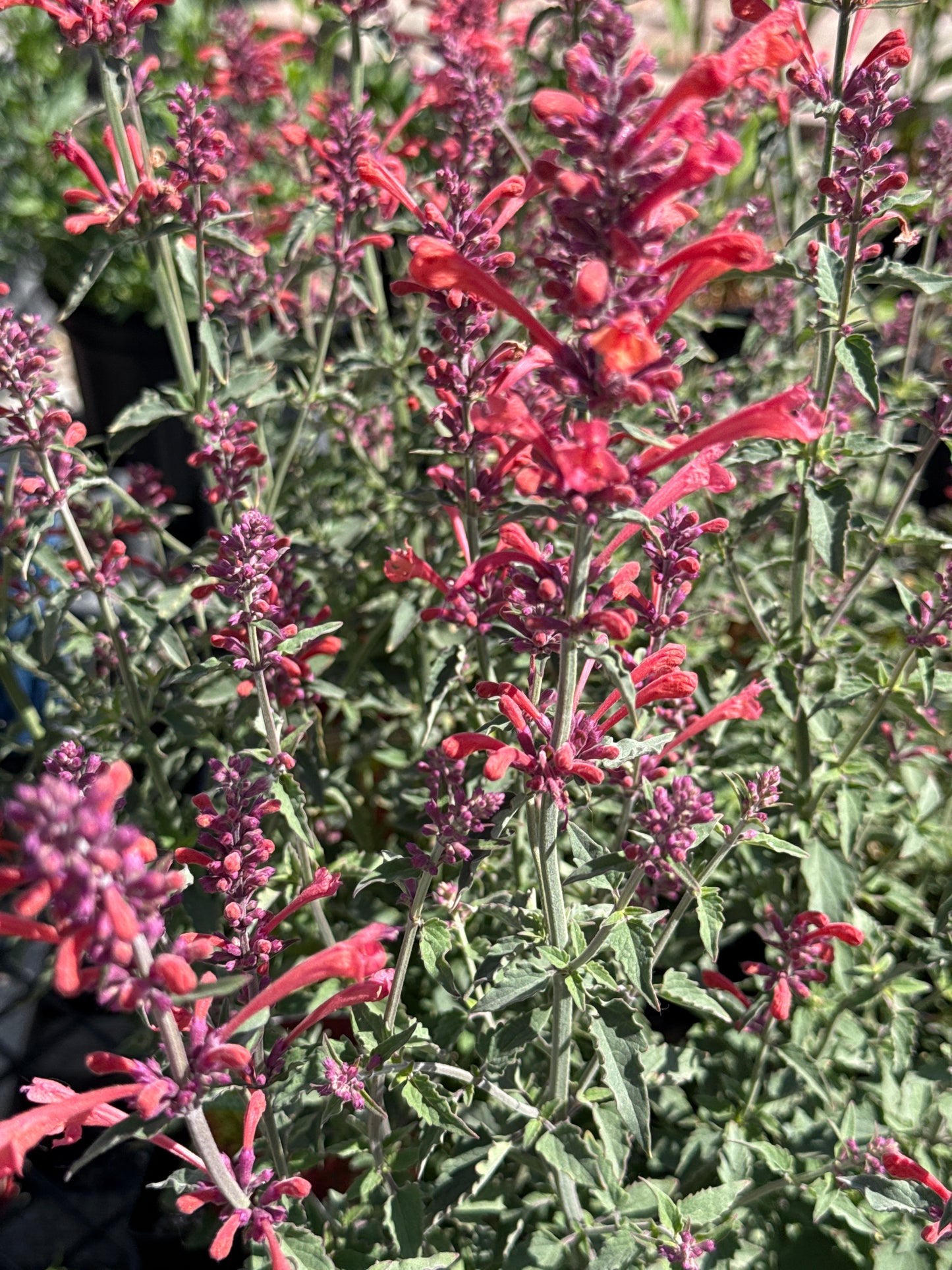 Agastache Kudos Coral