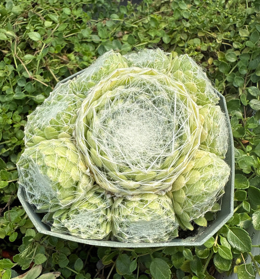 Sempervivum arachnoideum 'Clarchin"/ Woolly Cobweb Hens and Chicks