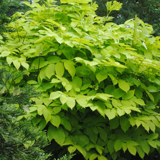 Aralia cordata 'Sun King'/ Golden Japanese Spikenard