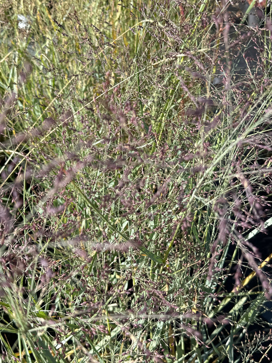 Panicum virgatum’Heavy Metal