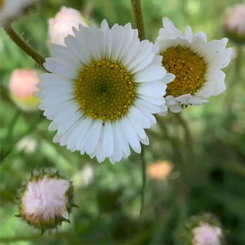 Erigeron compositus/ Cut-leaved Daisy