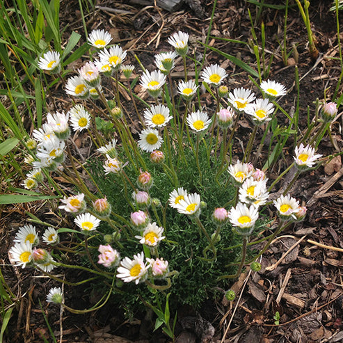 Erigeron compositus/ Cut-leaved Daisy