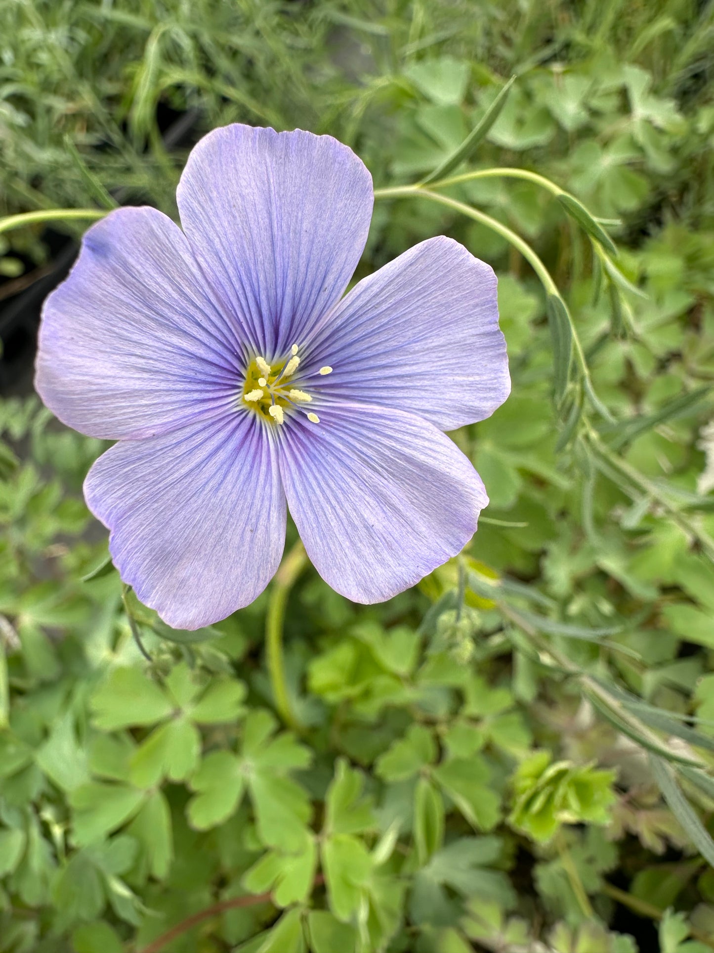 Linum lewisii/ Wild Blue Flax