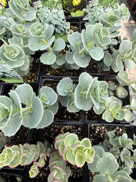 Sedum sieboldii/October Daphne Stonecrop