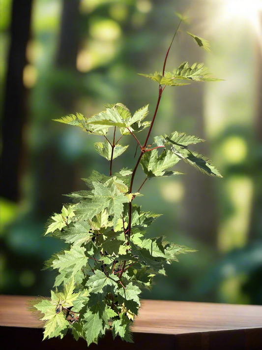 Acer glabrum/Douglas Maple 1 gallon