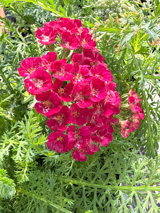 Achillea millefolium ‘Tutti Frutti’ Pomegranate / Pomegranate Yarrow