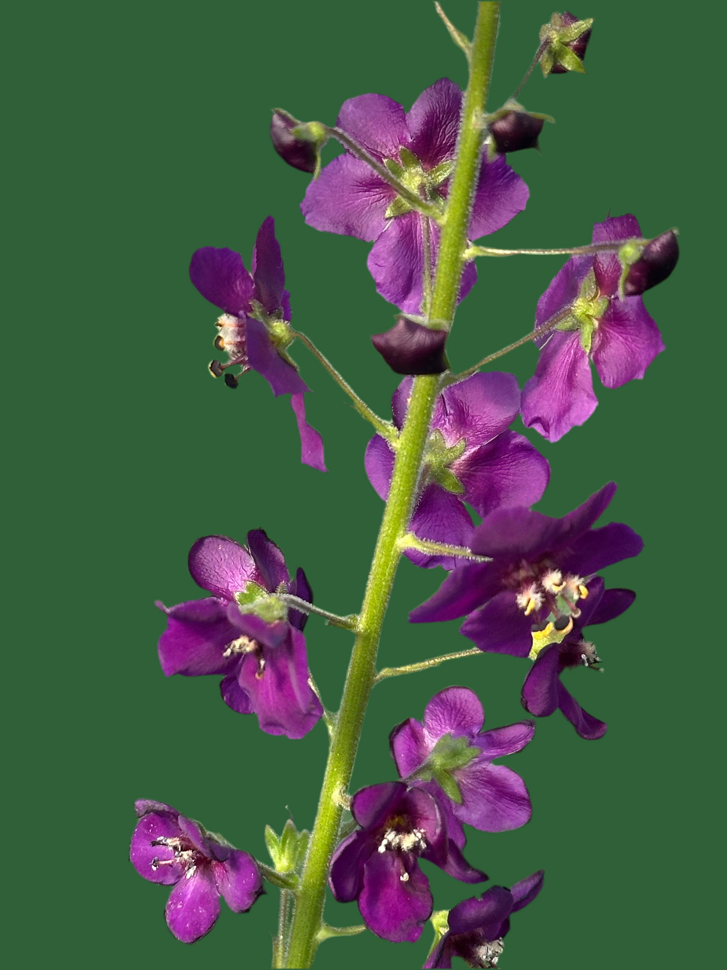 Verbascum ‘Violetta’  /Purple Mullein
