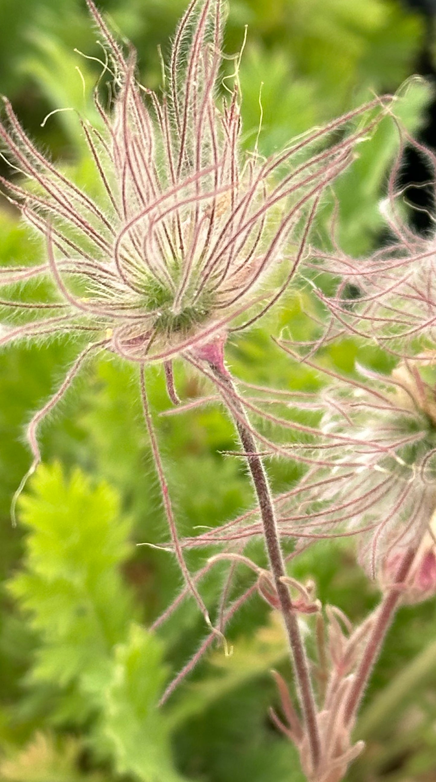 Geum triflorum/ Prairie Smoke