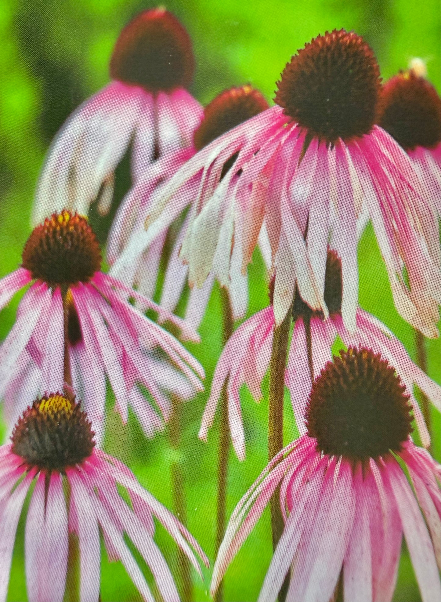 Echinacea pallida/ Pale Purple Coneflower