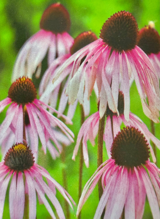 Echinacea pallida/ Pale Purple Coneflower